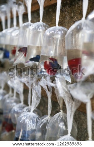 Different fishes for aquarium in plastic bags displayed for selling