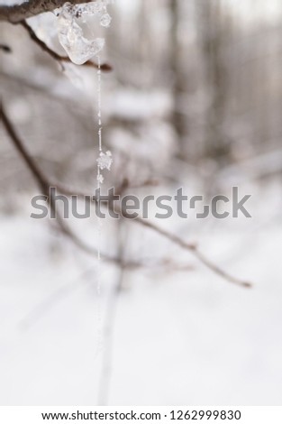 Snowflakes on a frozen gossamer thread