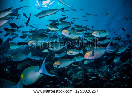 Huge school of fish swimming very close to and towards the camera in deep blue water with sun rays shining through the surface of the ocean 