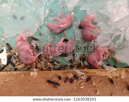 Baby mouse  or babies in the home.