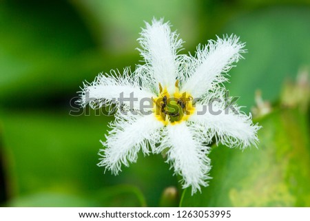 Nymphoides indica Kuntze in nature