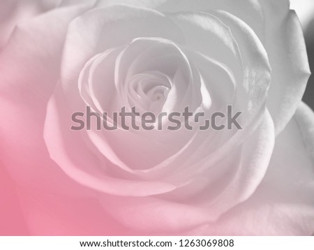 soft style nature background rose flower