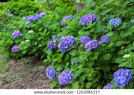It is a picture of Hydrangea flowers at foot of Mt. Komagatake in Akita Prefecture, Japan.
