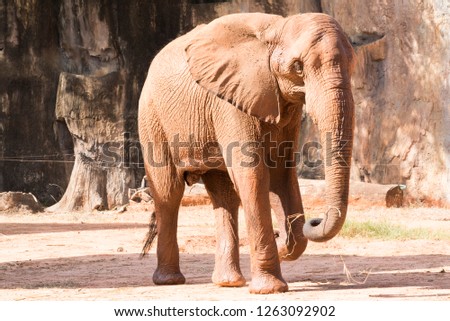 Picture african elephant,walking relax, play soil.