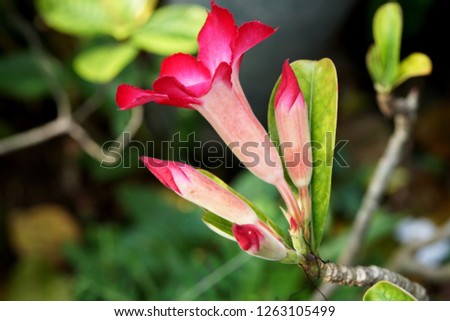 Beautiful red adenium flower in the garden. 