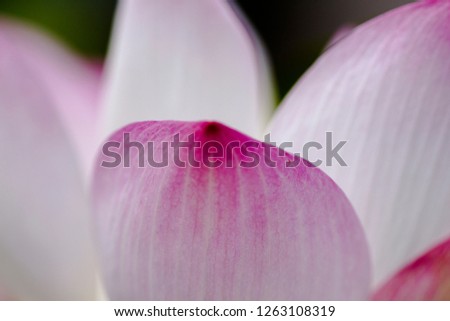 The petals of pink lotus