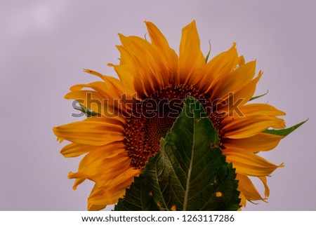 The sunflower playing hide between the leaves.