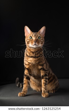 golden bengal cat studio shot