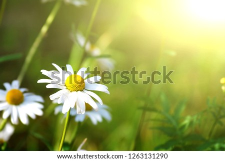 Delicate light green Spring summer background with chamomile flowers. Beautiful Nature floral border template. Amazing Square Wallpaper or Web Banner With Copy Space for text