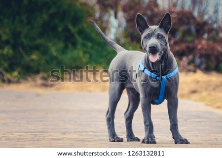 A sweet gray dog 