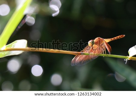 Dragonfly moves his mouth, say hello, and show spread wings beautiful