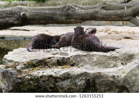 Three otters together, an otter yawns - Berlin - Germany