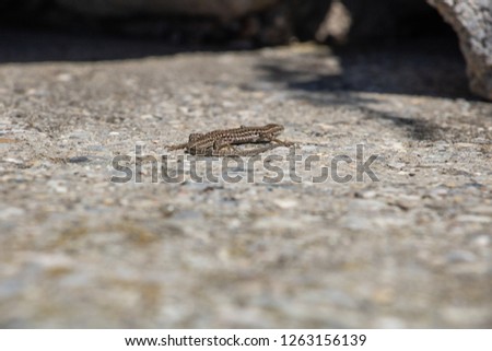 Lizard, high angle view, warming up on a rock in full sun