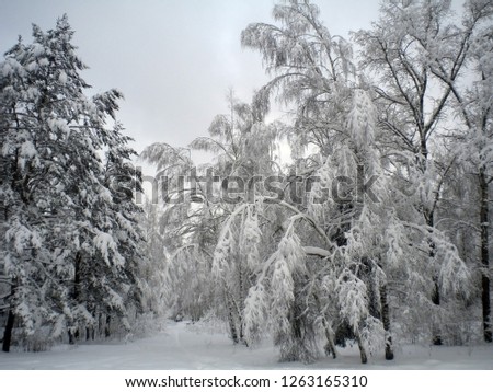 Winter day, snowy forest, frosty patterns on trees, blue clear sky, fluffy white snow, the coming Christmas, tree branches bending under the weight of snow, clear cold air, peace and quiet.