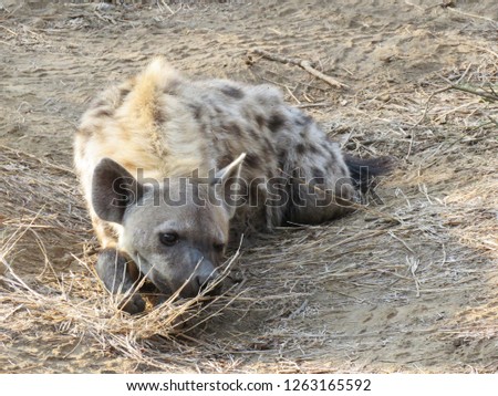 Single spotted hyena resting in Kruger National Park, South Africa                        