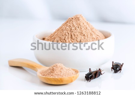 Cricket powder insect for eating as food items made of cooked insect meat in bowl and wood spoon on white background it is good source of protein edible for future. Entomophagy concept. Royalty-Free Stock Photo #1263188812