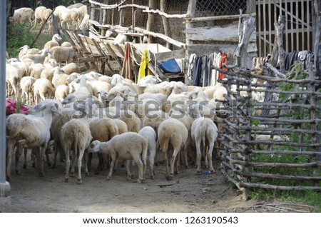 sheeps or lambs live in the farm at dry land, people active in cattle
