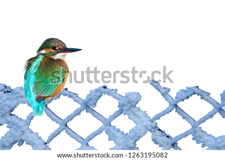 Cute colorful bird kingfisher. Isolated images. White background. 