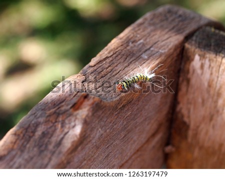 fat yellow gold colour hairy worm creeping slowly on brown rough abandoned garden bench wood surface in summer time outdoor selective focus blur background