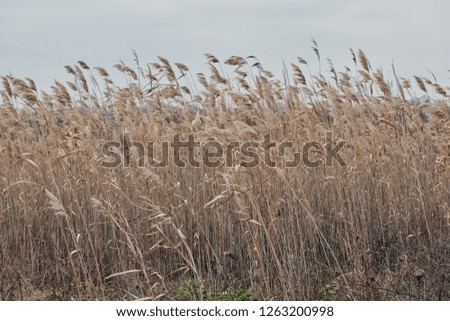 high dry reed