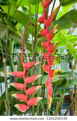 Hanging bunch of Heliconia also known as lobster-claws or toucan peaks