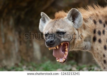 The hyena is Africa’s most common large carnivore. Royalty-Free Stock Photo #1263213241