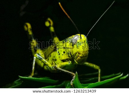 Yellow grasshopper in the dark