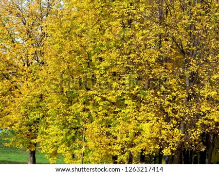 Yellow Autumn Forest