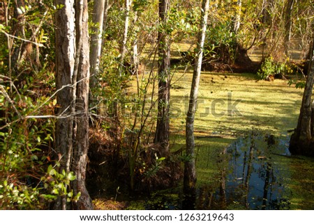 Pond scum trees