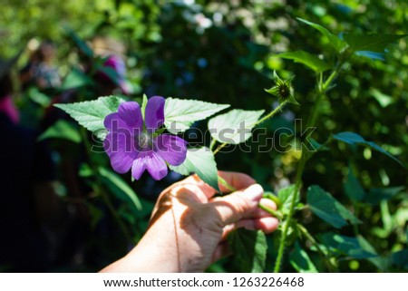 hand holding a wild flower