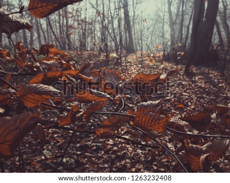 Background of yellow autumn leaves. Fall foliage concept. Multicolored maple leaves lie on the grass. Autumn deserted park with falling leaves in cloudy weather - picturesque autumn landscape.