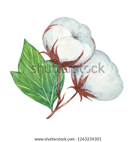 cotton branch with flowers. Hand drawn watercolor painting. Illustration  on white background