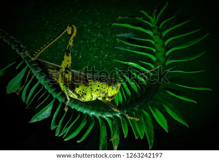 Yellow grasshopper in the dark
