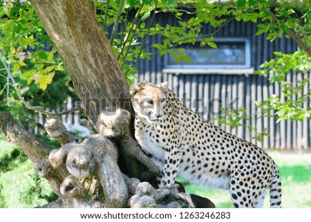 Beautiful cheetah on tree