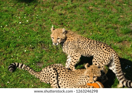 Beautiful two cheetah baby on green grass