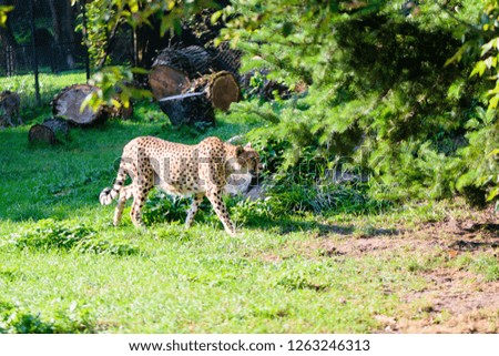 Beautiful cheetah on green grass