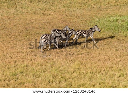 Zebras in bush, running zebra in the Okavango delta, aerian view, Zimbabwe, Africa