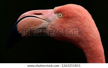 Flamingo Pink Art