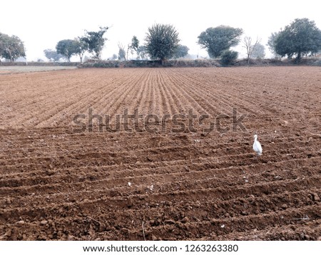 agriculture land 