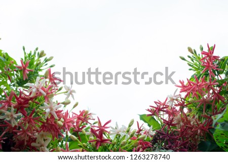 red and white quisqualis indica ,flower on white background