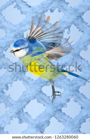 Artistic animal photos. Blue pattern background. Bird: Blue tit.