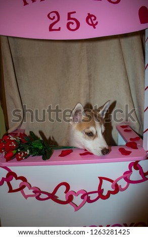 Valentine Dog in Kissing Booth cute concept for valentines day with dog theme. siberian husky in the booth.