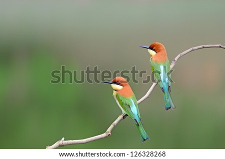 Couple Birds on the best perch (Chestnut-headed Bee-eaters) , Thailand Royalty-Free Stock Photo #126328268