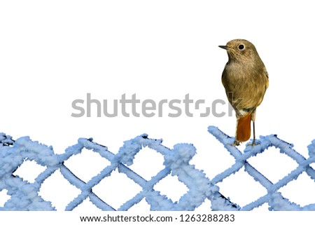 Cute little bird. Isolated images. White background.