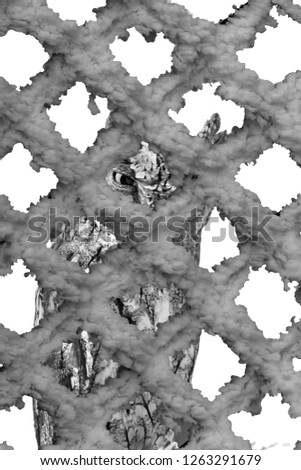 Black white abstract animal photos. Isolated images. White background.