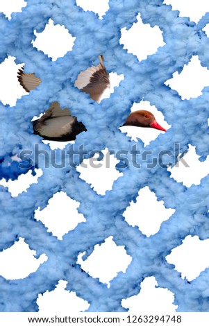 Abstract animal photos. Isolated images. White background.