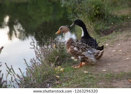 Two ducks on the shore of the pond.