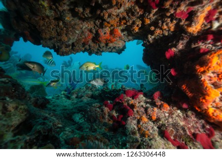 Beautiful coral reef in the Atlantic Ocean. Located near Key West, Florida, United States.