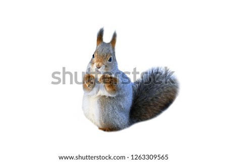 Squirrel on white background. 