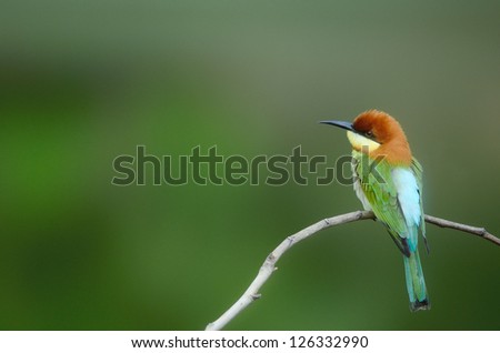 Bird on the best perch (Chestnut-headed Bee-eaters) in green background , Khaoyai National Park Thailand Royalty-Free Stock Photo #126332990
